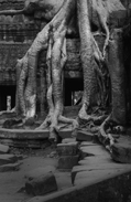 roots_at_taprohm